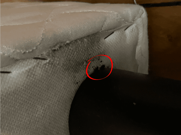 Présence de punaises de lit détectée dans un coin de matelas avec traces noires.