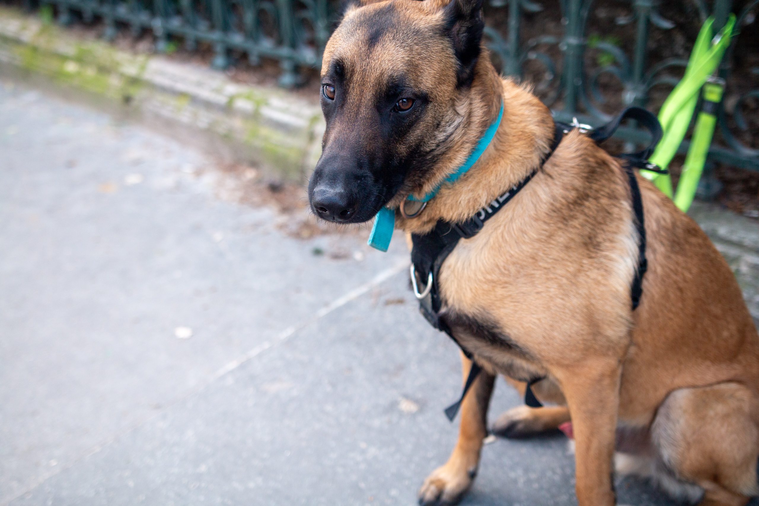 Chien renifleur spécialisé dans la détection de punaises de lit en milieu urbain.