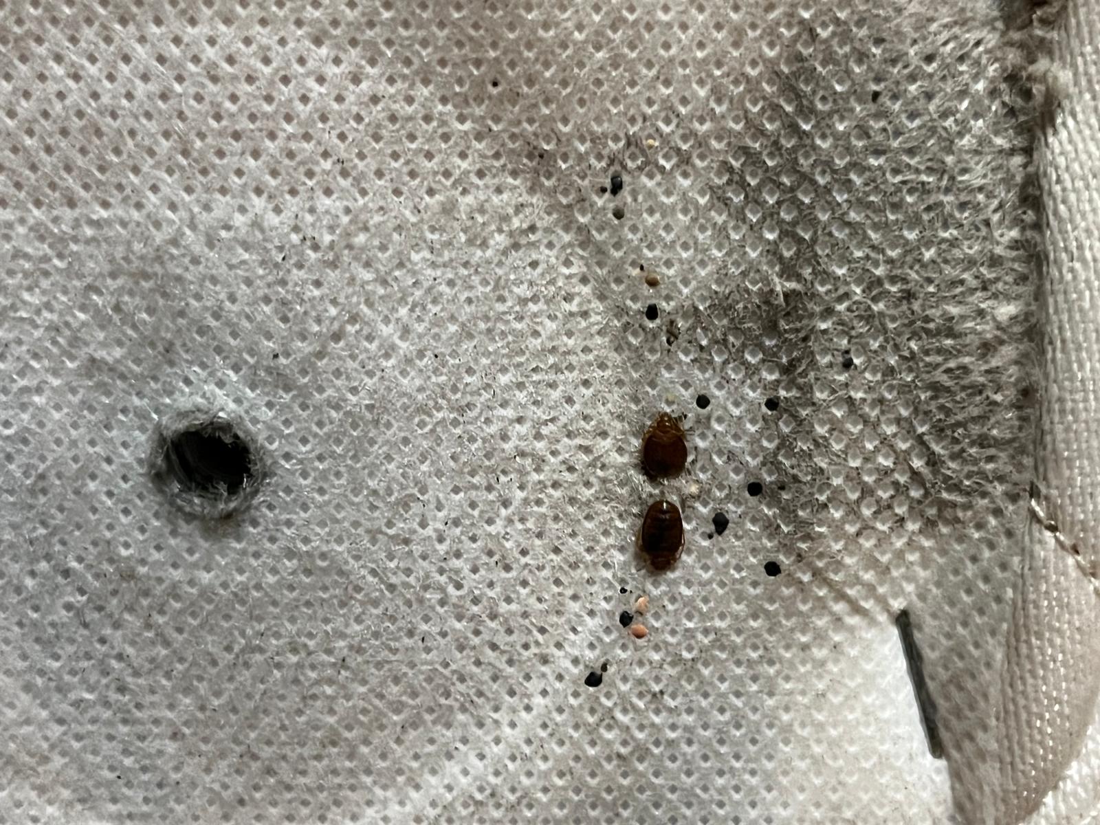 Punaises de lit visibles sur un matelas infesté
