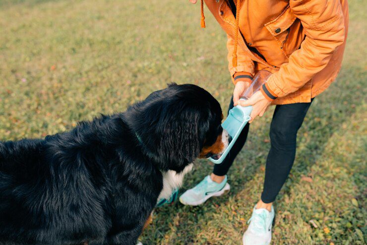 chien-montagne-bernois-boit-eau-dans-bol-bleu-pliable-portable_418500-16979