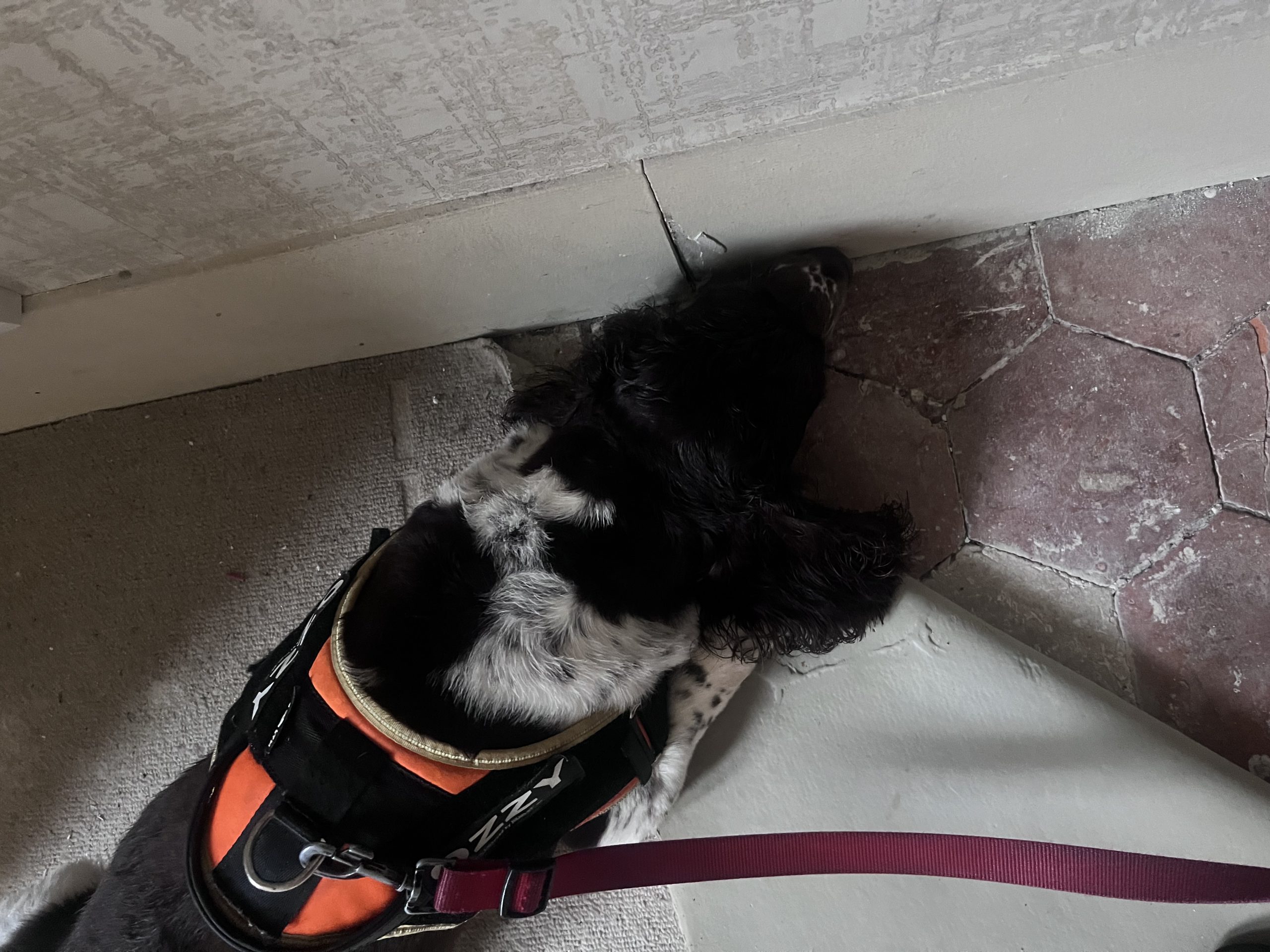 Chien renifleur spécialisé dans la détection des punaises de lit.