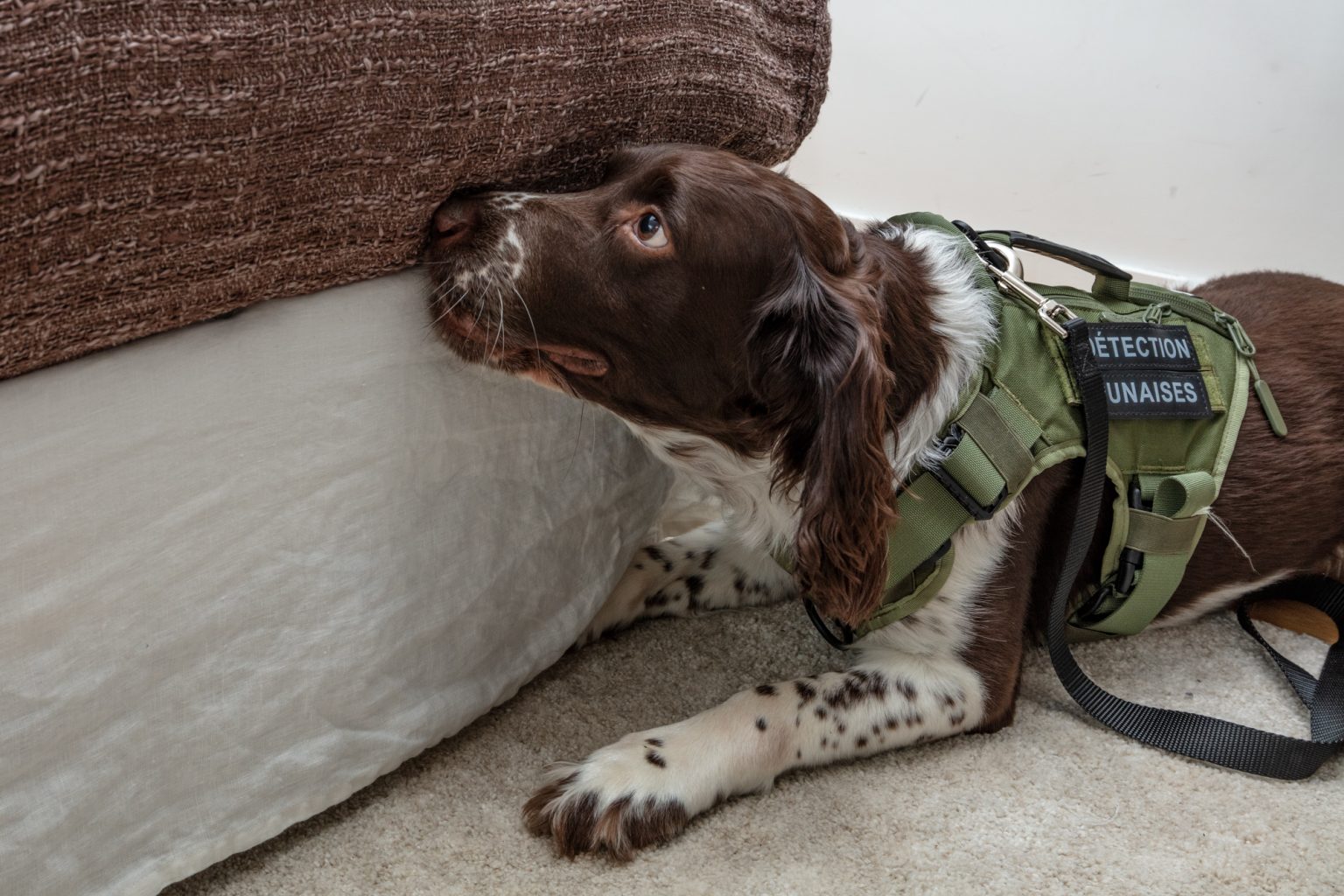 Chien reniflant la base d’un lit à la recherche de punaises de lit dans une chambre