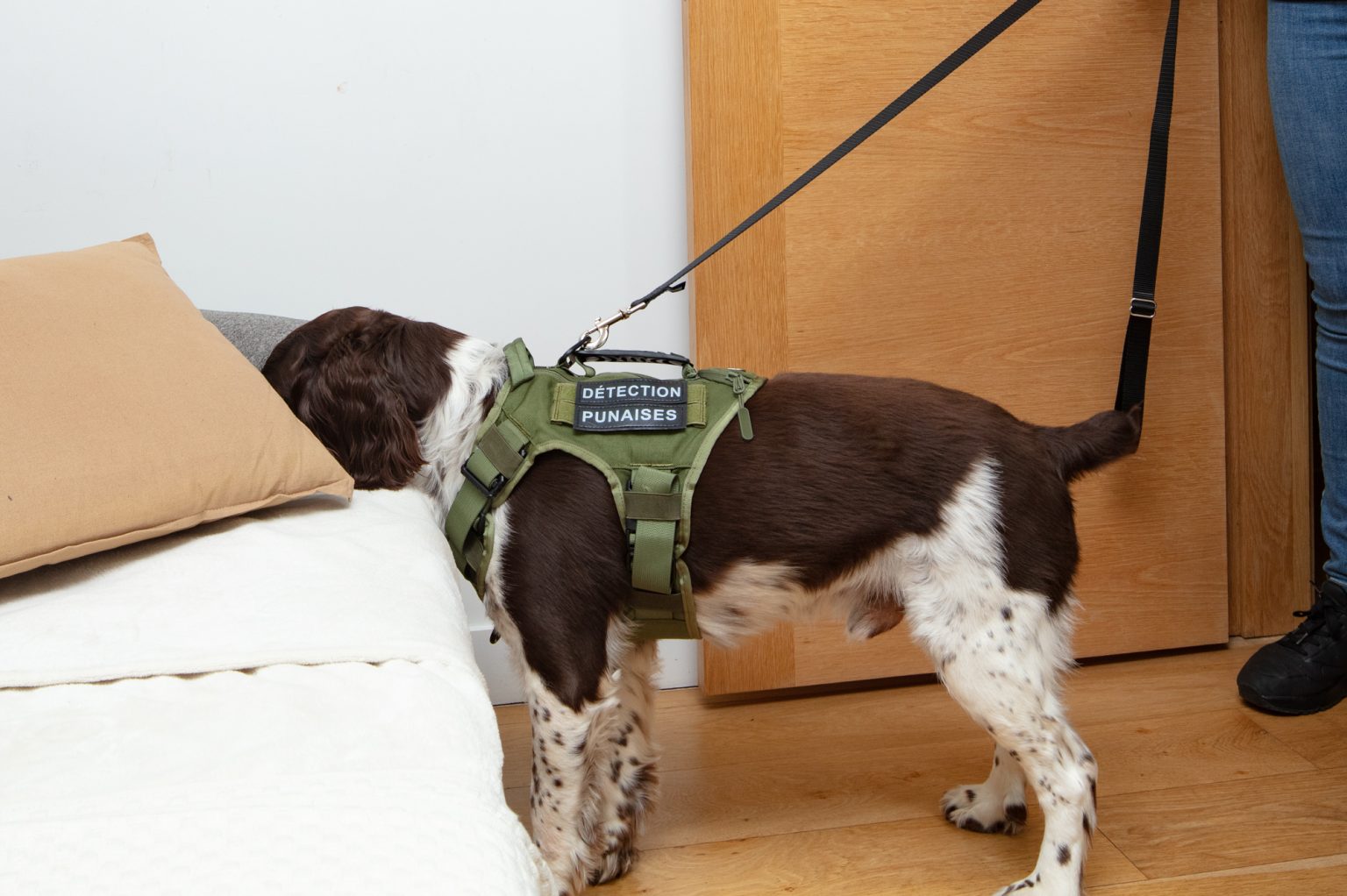 Quel chien pour détecter les punaises de lit