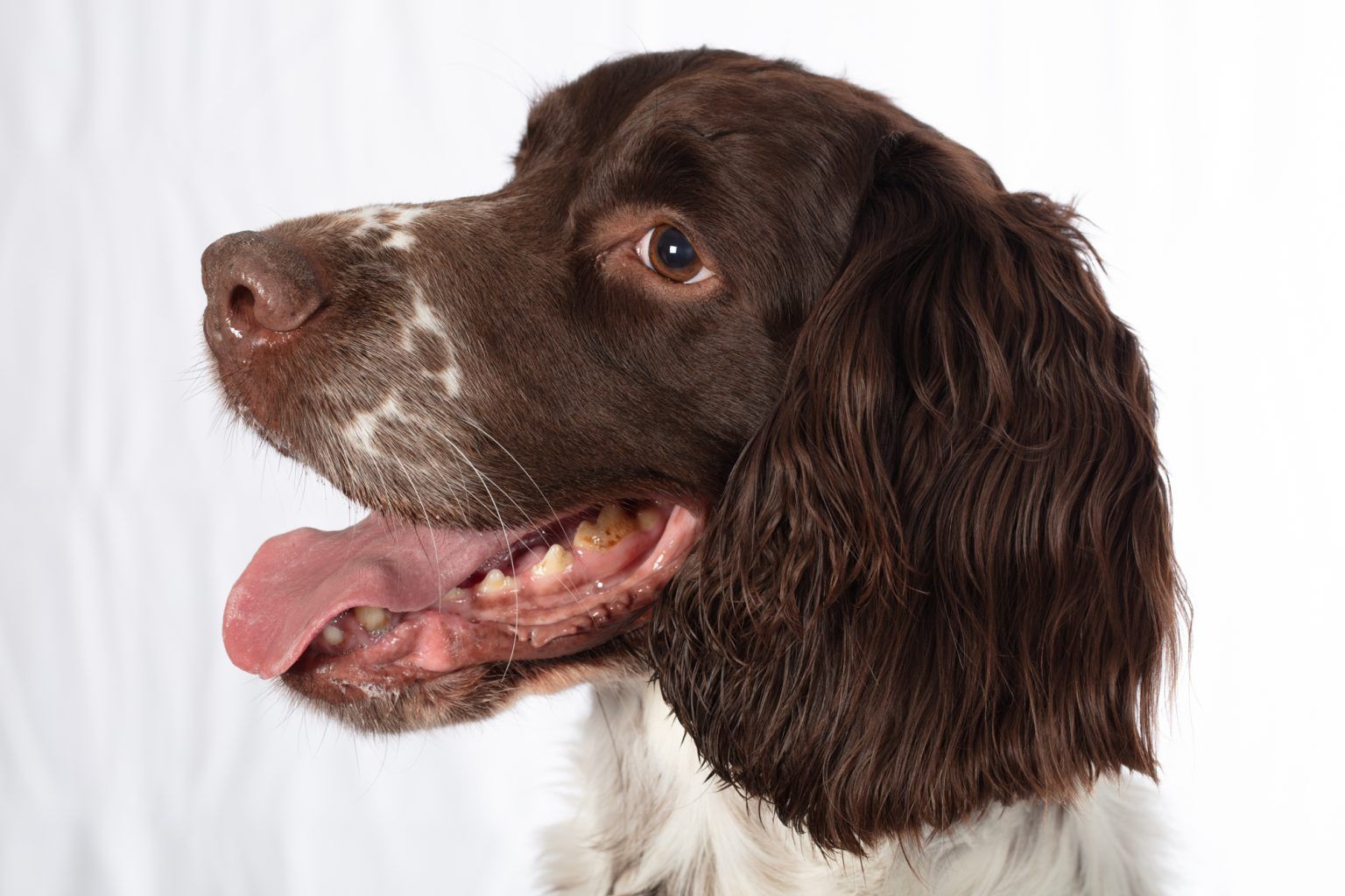 Portrait de berger allemand en extérieur, race fréquemment utilisée dans la détection canine