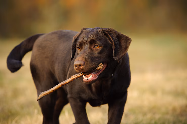 Labrador, race de chien souvent utilisée pour la détection de punaises de lit grâce à son odorat développé